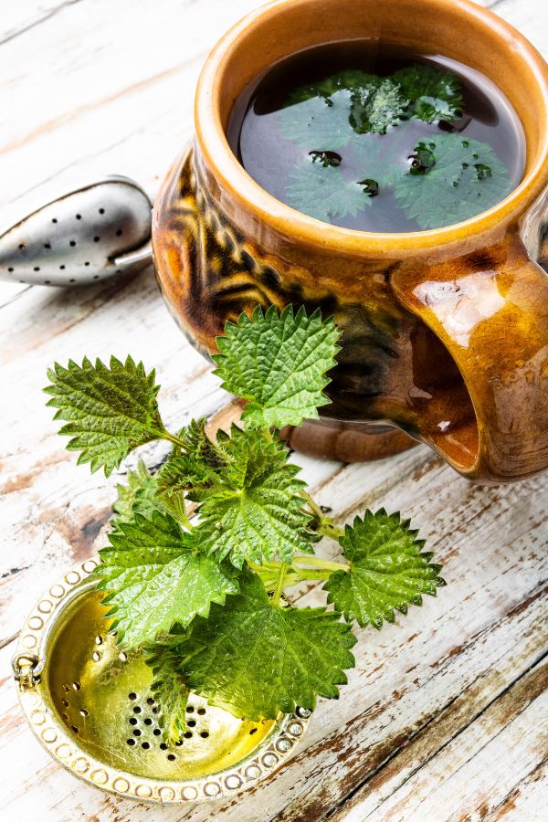 Csalan-tea